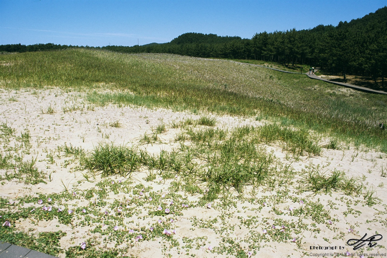 신두리 해안사구 (nF-1/RDP3)흔히 볼 수 있는 바닷가 근처의 언덕은 대부분 사구이다. 모래를 삶의 터전으로 삼아 여러 식물들이 자라난다.