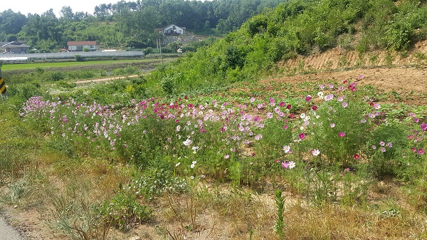 때 이른 코스모스 초 여름에 성급하게 개화한 코스모스를 보며 이상기후의 영향인지 우려스럽지만 활짝 핀 코스모스는 아랑곳하지 않고 지나는 이들의 눈길을 사로잡고 있다