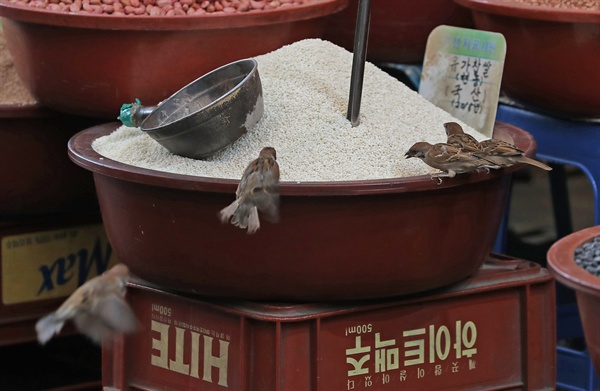 참새들이 쌀집 주인의 눈을 피해 만찬을 즐기고 있다(자료사진).