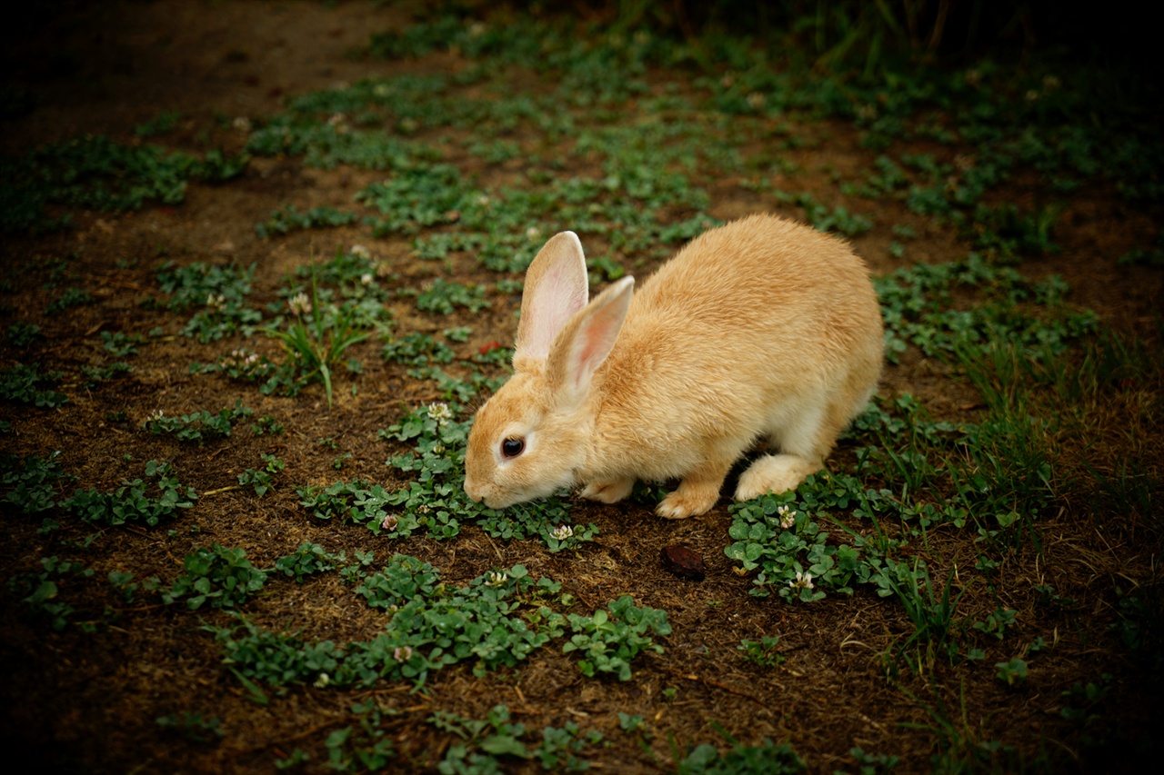 토끼(자료사진).