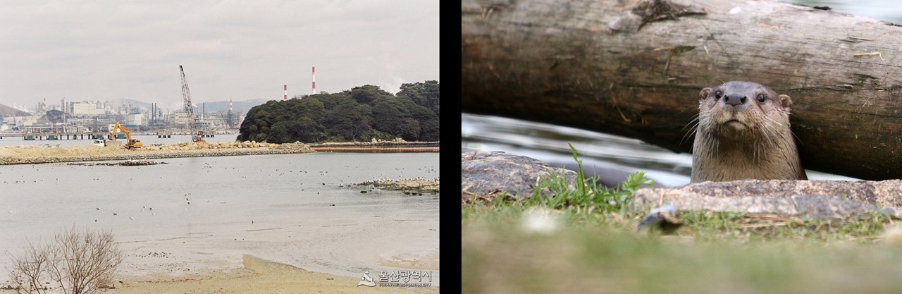 울산 석유화학공단의 한 복판에 위치한 천연기념물 제65호 울주 목도 상록수림(왼쪽)이 모습과 천연기념물 제330호 수달(오른쪽)의 모습