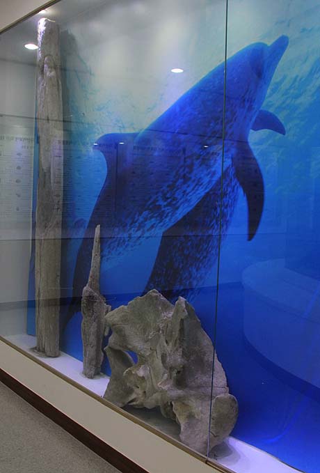 흑산도 예리 자산문화관에 전시돼 있는 고래뼈.