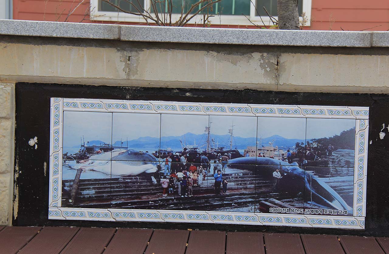흑산도 고래공원 가는 길에 타일 사진으로 전시돼 있는 고래 사진. '1980년대 흑산도 근해에서 포획된 고래'라고 씌여 있다. 
