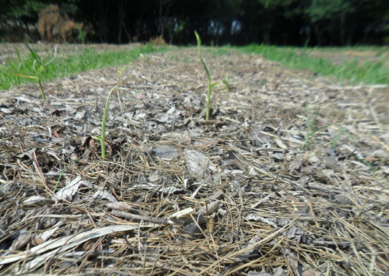 유기물멀칭으로 흙이 마르는 가뭄과 이상고온으로 인한 피해를 예방할 수 있다. 생강밭