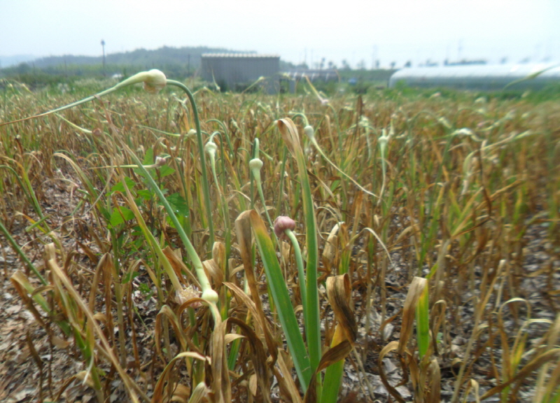 흙 살리는 농사는 작물의 건강한 생육을 돕는다. 가뭄에도 성장하고 있는 수확을 앞둔 마늘밭
