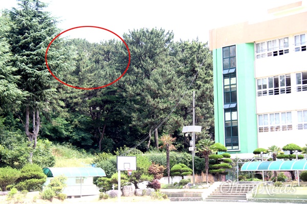 창원 성산구 가음정동 남정초등학교 뒷산에 백로 서식지(원안)가 있다.