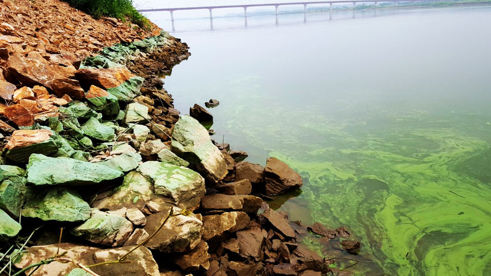 서천 하굿둑의 수문이 열리면서 강변에 쌓아 놓은 바윗덩어리에 녹색 페인트로 칠한 듯 녹조가 묻어있다.