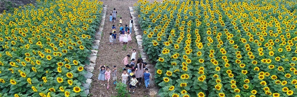  함양 오봉산 자락의 해바라기.