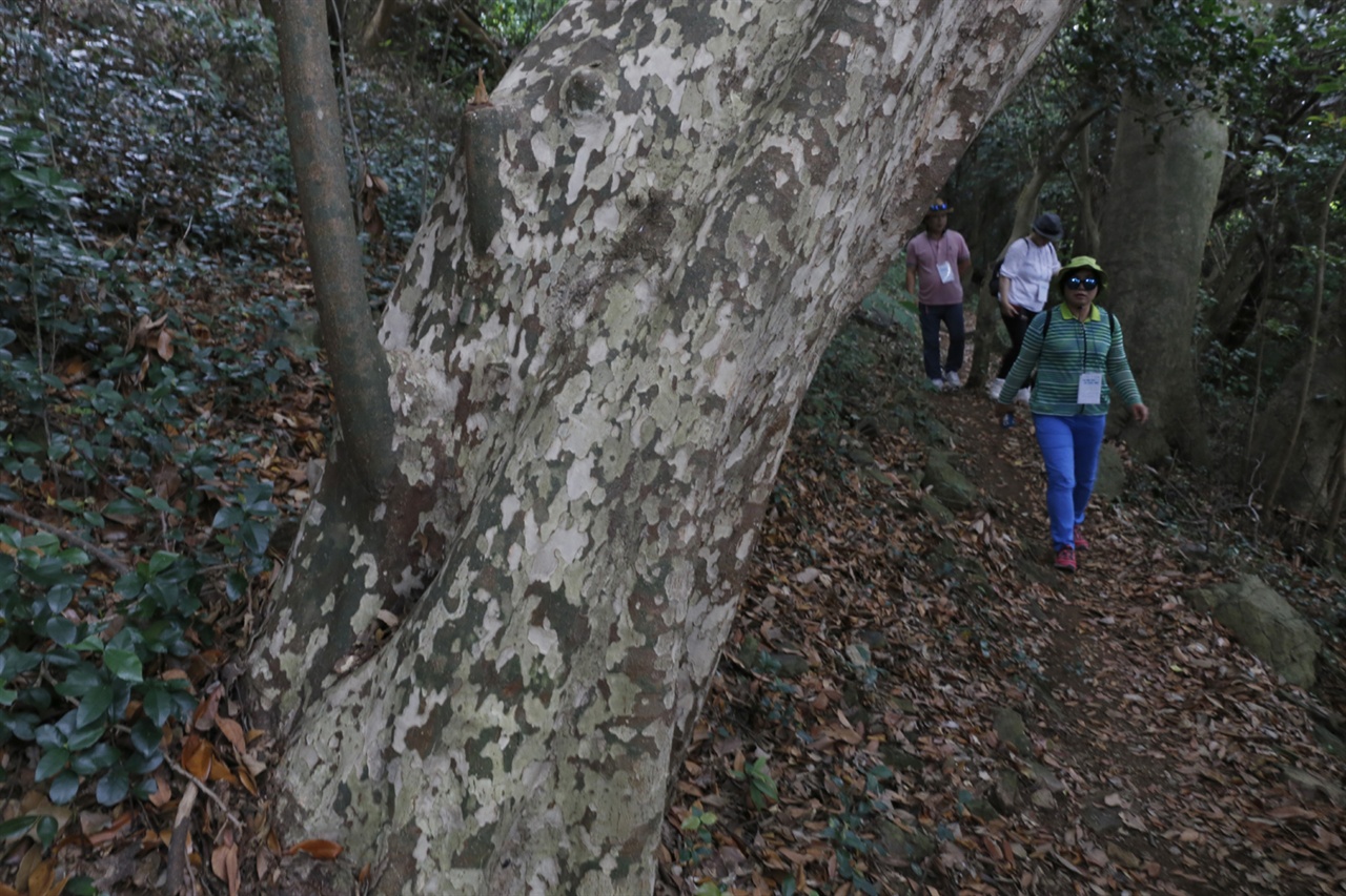 쑥섬 숲길에서 만난 육박나무. 나무껍질이 얼룩무늬처럼 생겼다고 ‘해병대나무’라 불린다.