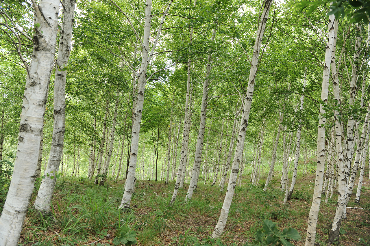 피나무고개에서 산행을 마치기 전 자작나무 숲을 지나갑니다. 자작나무만 보면 <닥터 지바고>에서 시베리아 벌판에 펼쳐지던 자작나무 숲이 떠오릅니다.
