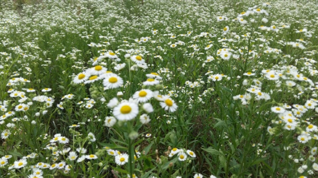 반월 마을 휴경지에 피어 있는 아름다운 개망초 꽃밭. 결국‘제초’라는 칼을 맞았다
