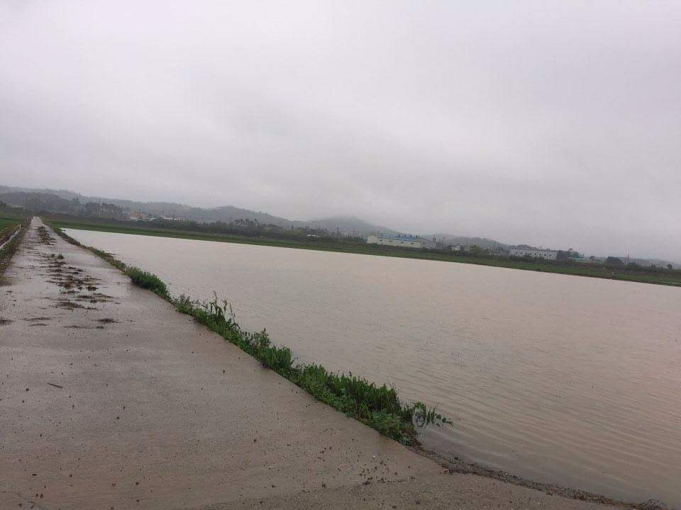 홍성에서는  3일 200mm가 내린 폭우로 인해 논옆의 배수로가 넘쳐 농경지가 침수되었다.