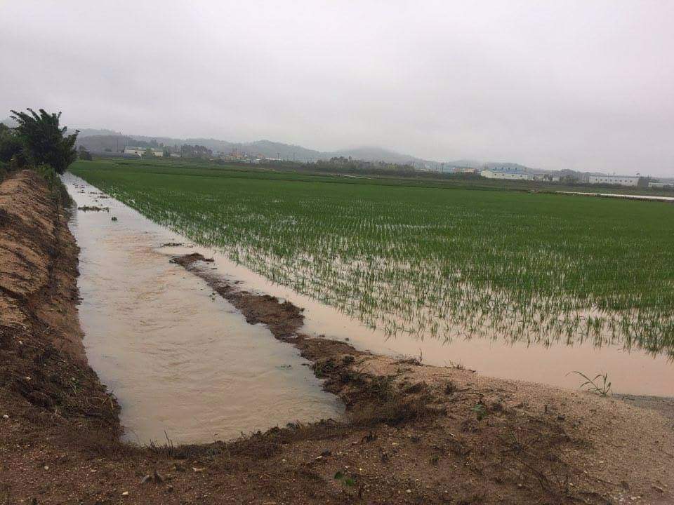 3일 200mm의 폭우가 내린 홍성군 금마면 한 농가의 논이 배수로의 물이 넘처 침수되고 있다. 홍성에서는 지난 2일부터 비가 내리기 시작해서 4일(11시45분현재)까지 최대 221mm가 내리는등 평균 125mm가 내려 가뭄해갈이 되었으나 비로 인한 또 다른 피해가 발생하고 있다