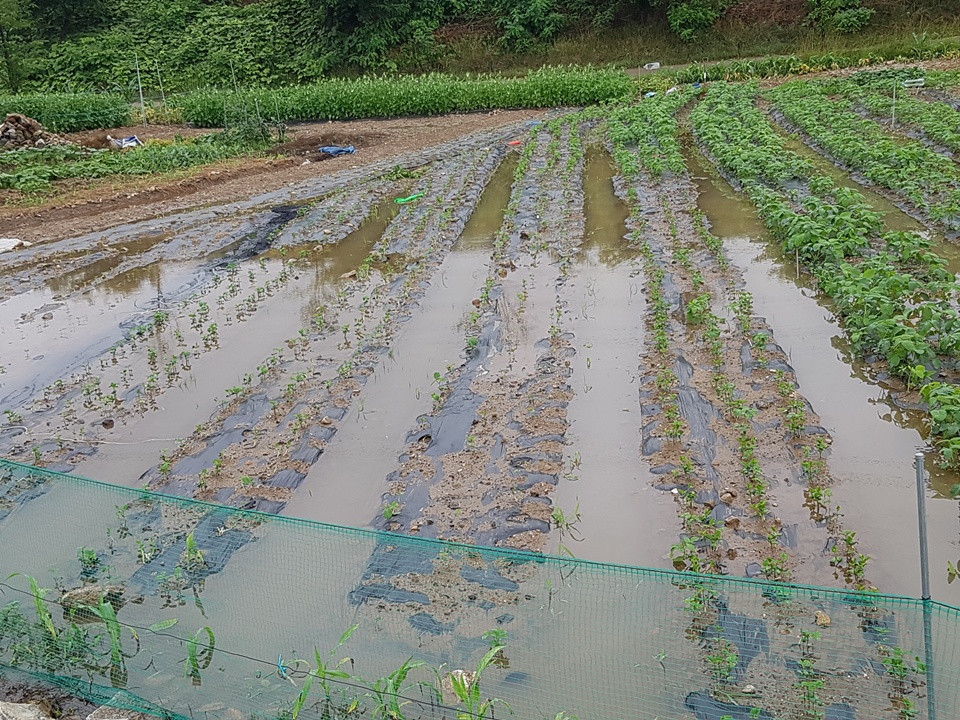 지난 3일 홍성에는 폭우가 내린 가운데 갈산면 와룡천 주변 저지대 지역 밭에는 밤사이 내린 비로 콩이 심어진 밭이 물에 잠겨 있기도 했다.