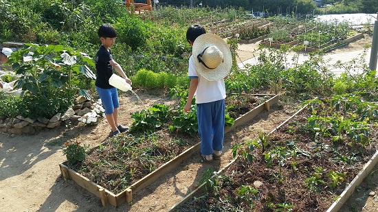 인천 남구가 관교공원 인근 부지에 조성한 도시농업농장에서 아이들이 텃밭교육 실습을 받는 모습. 