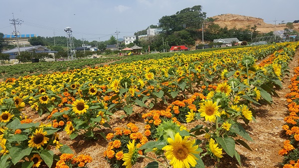 홍성군 서부면 수룡동 마을에 만개한 해바라기 꽃