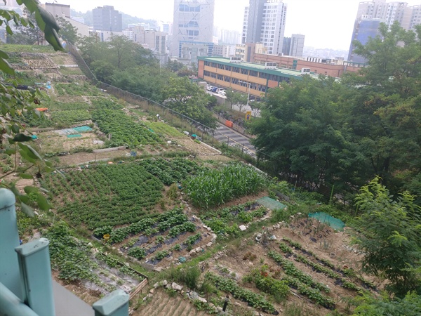 위쪽에서 바라본 서울 성북구 행복기숙사 부지. 20년 넘게 방치돼 인근주민들이 밭에 농작물을 심기도 했다.