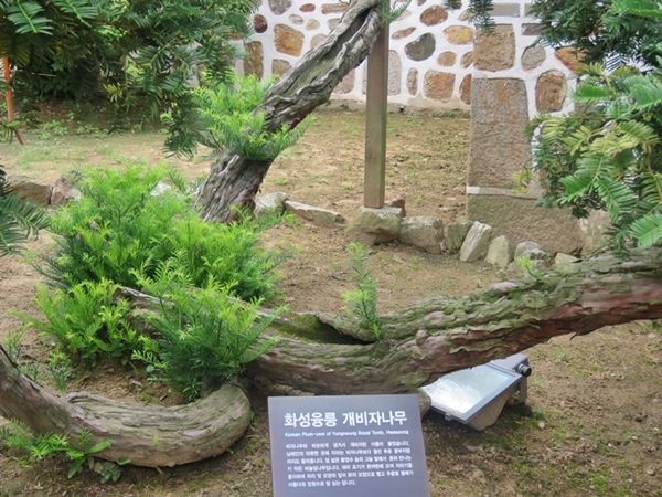 천연기념물 제 504호인 ‘화성융릉 개비자나무’