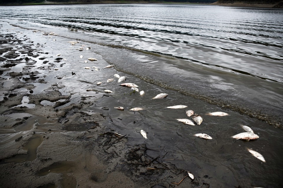 안동댐에서 또다시 수천 마리의 물고기가 죽었다. 물고기 씨가 마른다. 