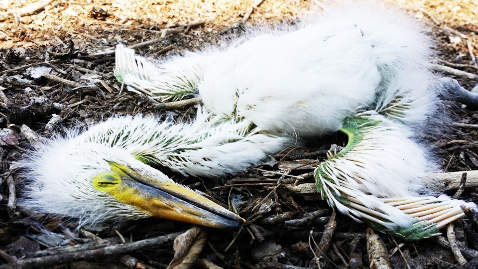 안동댐 부근 둥지 아래 백로 유조로 보이는 새가 죽어있다. 