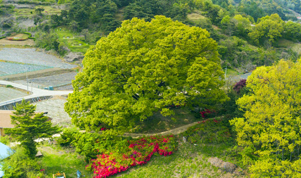 올 봄에 드론으로 찍은 모종재 느티나무.