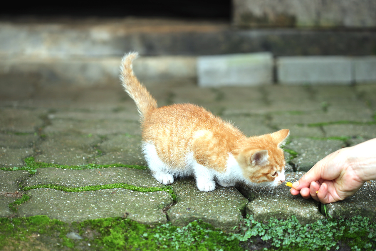 먹이를 주니 서슴없이 다가온다. 도시의 길고양이들과 비교할 수 없는 고양이다운 삶을 살아가고 있다.