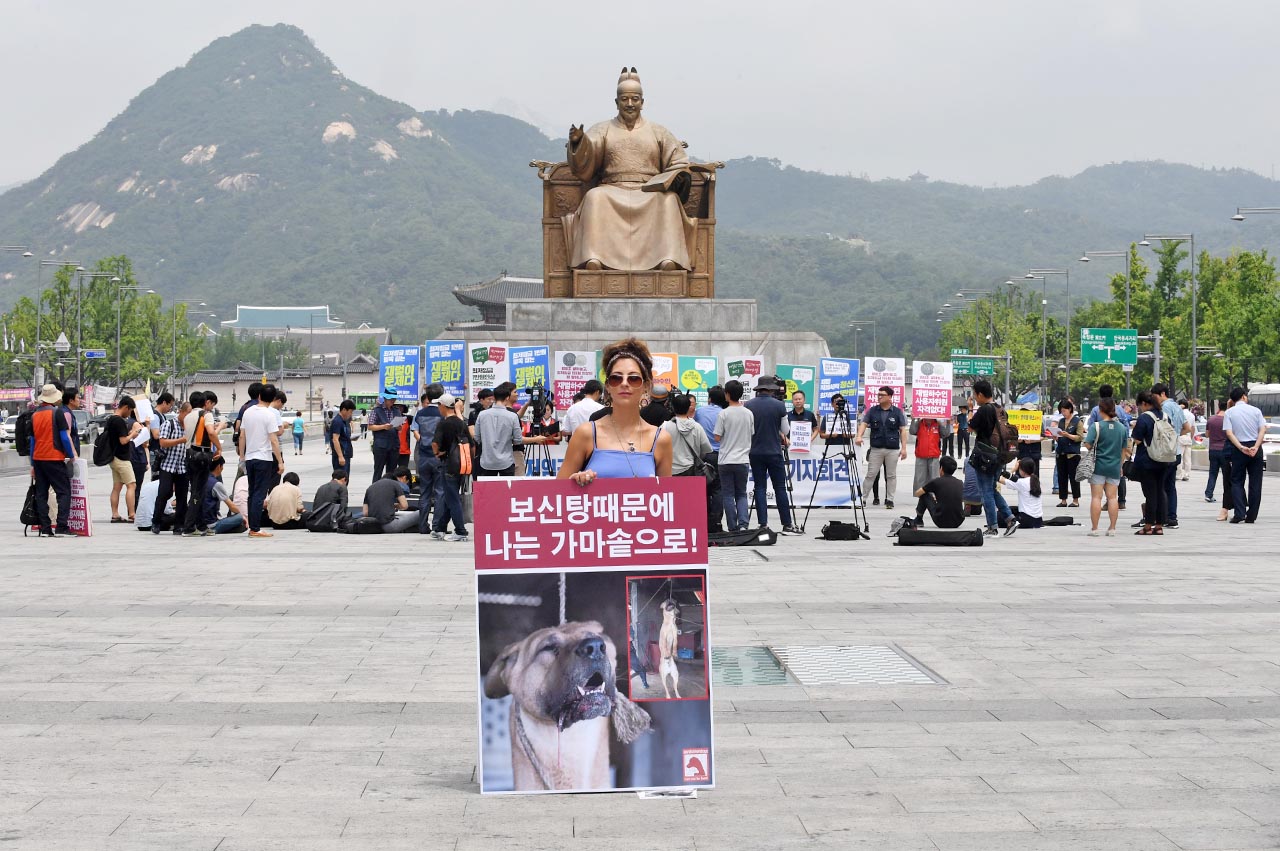 초복을 하루 앞둔 11일 오전 동물보호단체 세이브코리언독스에서 활동하는 영국인 루시아 바버(Lucia Barber) 씨가 서울 종로구 광화문광장에서 '개 식용 반대' 1인시위를 펼치고 있다.