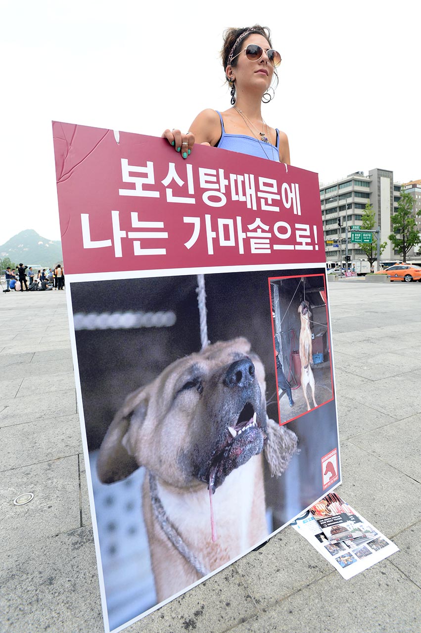 초복을 하루 앞둔 11일 오전 동물보호단체 세이브코리언독스에서 활동하는 영국인 루시아 바버(Lucia Barber) 씨가 서울 종로구 광화문광장에서 '개 식용 반대' 1인시위를 펼치고 있다.