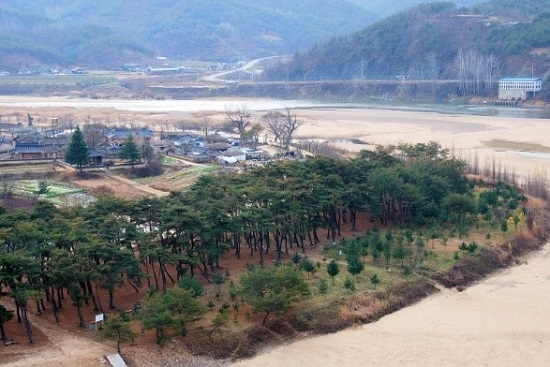  ▲ 경북 안동 하회마을의 만송정 숲. 지금은 1만여 그루가 아니라 수백 그루만 남아있다.