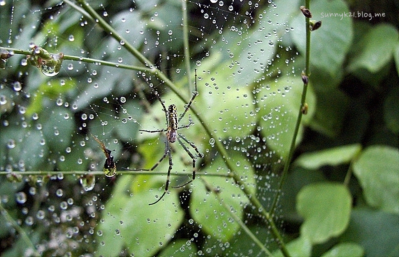 비가 내려 정체가 드러난 거미줄로 개점휴업중인 거미.