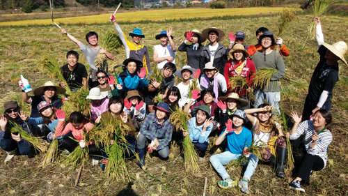  강화도에서 친환경농법으로 쌀 농사를 짓고 있는 ‘우리동네사람들’ 회원들. 손으로 벼를 수확하고 있다.<사진제공·우리동네사람들>