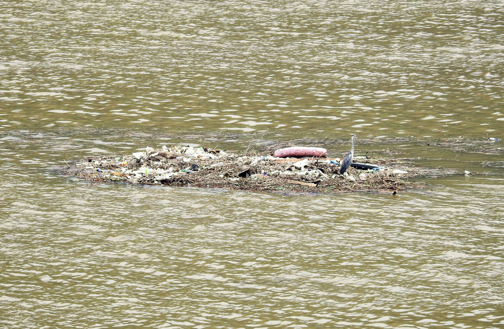  강물에 둥둥 떠다니는 쓰레기 위에서 왜가리가 물고기 사냥을 하고 있다.