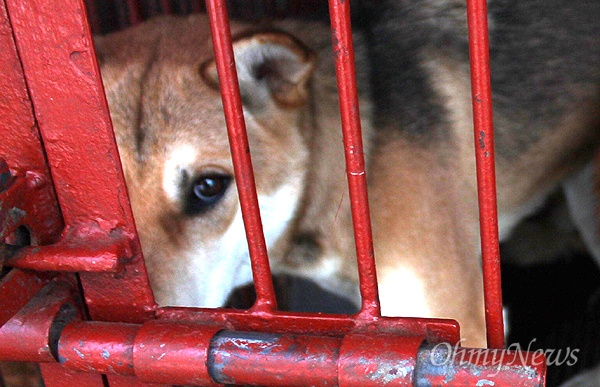 초복인 12일 오후 부산 최대 규모의 '개고기 시장'인 구포가축시장에서 철창 안에 든 개가 카메라를 바라보고 있다. 