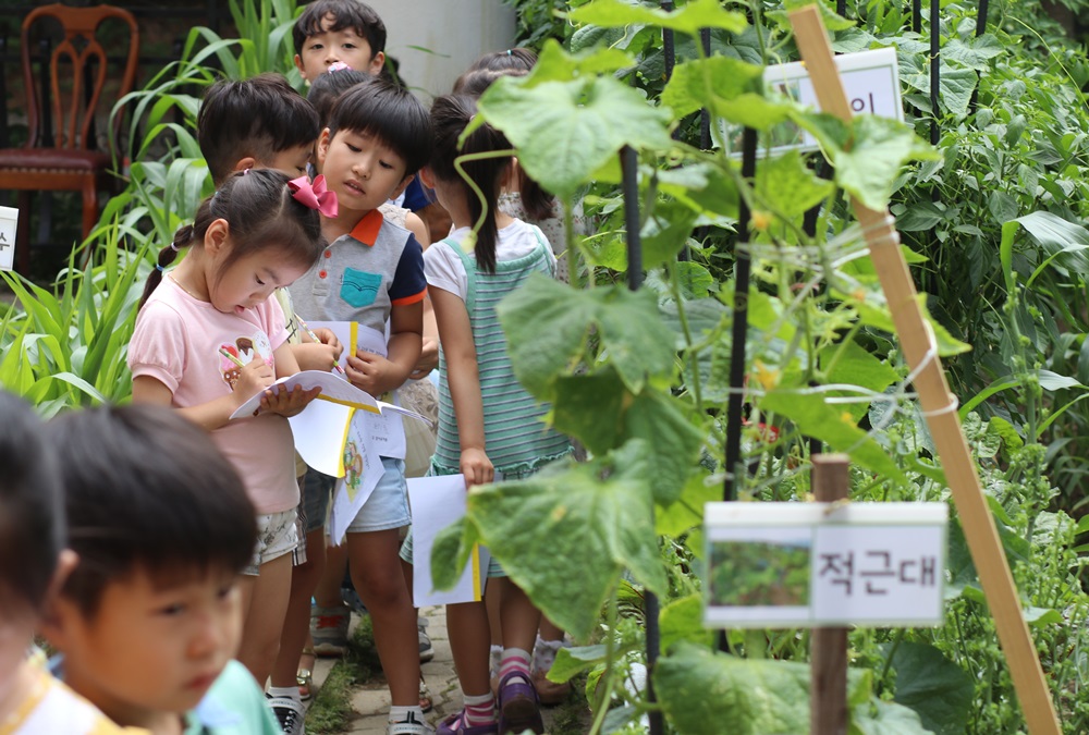  엄사유치원에서는 96명 아이가 일주일에 두 번씩 텃밭에서 수업을 하고 있다.