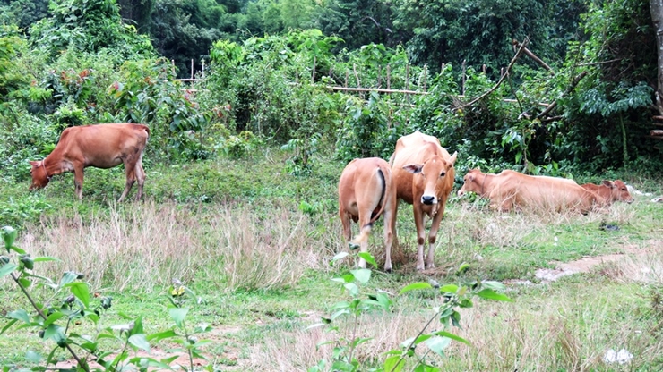 교실안에서 아이들이 열중하고 있는 동안 교실 옆에서는 소들이 한가로히 풀을 뜯고 있다. 시골학교의 모습이다. 