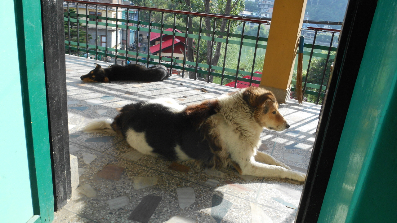 인도 개들은 자신을 좋아하는 사람을 금방 알아차린다. 내가 머물렀던 숙소의 방문 앞에 누워 있는 개들.