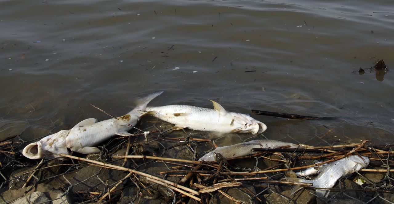 강을 살렸다는 4대강에서 수시로 물고기들이 떼죽음을 당했다. 그 원인 중에 하나가 녹조 제거를 위해 뿌려진 녹조제거제 때문이라고 전문가들은 지적한다. 