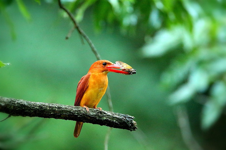 여름 철새인 '호반새' 가 먹이활동으로 곤충을 잡아 입에 물고 둥지로 가기 전에 주변을 경계하고 있다. 호반새는 온몸이 붉은색을 나타내고 있으며 부리 밑으로는 약간 주황색을 띠고 있다.