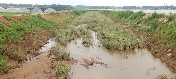 갈대 등 수초가 키를 키우고 있다. 농경지 구간별로 형성된 배수지선은 정비가 시급함에도 이번 사업에서 빠져 농민들의 불만이 높다.