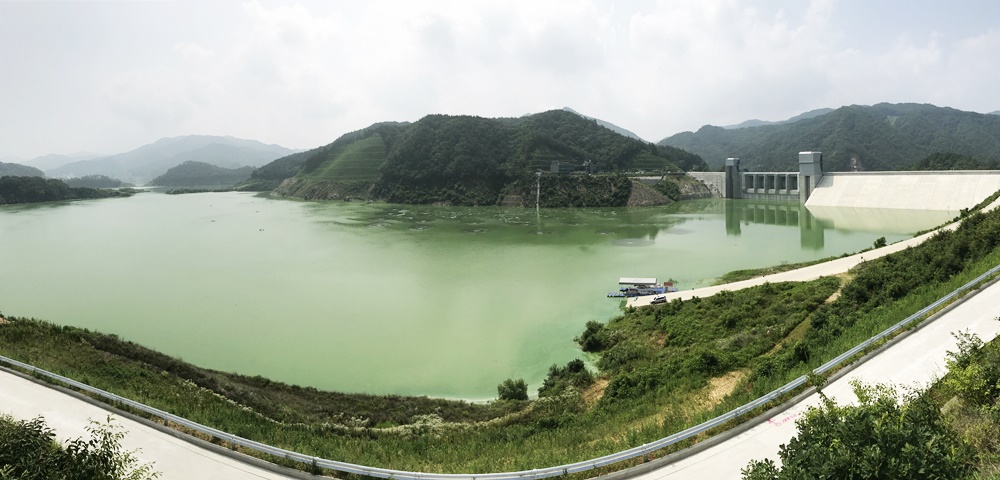온통 초록이다. 녹조라떼 배양소가 된 영주댐. 이 물로 낙동강의 수질을 개선하겠다고?  