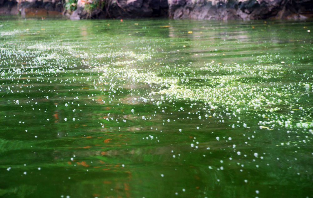  수온이 오르면서 강바닥에 쌓인 펄들이 썩으면서 녹색 공기 방울을 내뿜고 있다.
