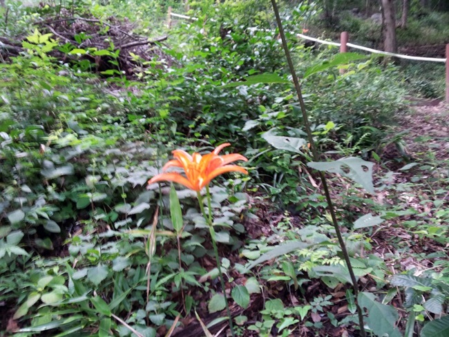 일선 스님께서 보내온 장흥 보림사 차밭에 핀 하늘나리 사진입니다. 이걸 보고 선시를 떠올리신 겁니다.