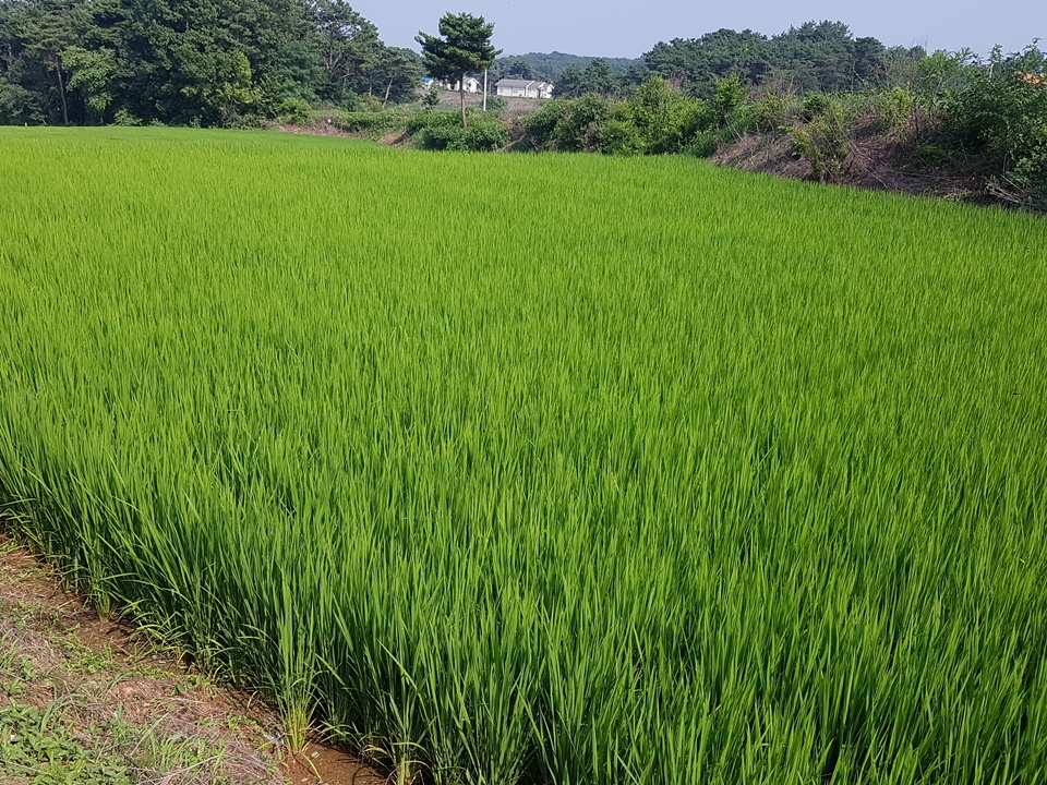 필자가 돌아본 3곳 논 상태는 대체로 가뭄과 장마를 잘 극복하고 있었다. 지난 6월에 일부 지역에서 발생했던 멸강충은 방제가 잘 이뤄진 덕분에 보이지 않고 있었다. 홍성군농업기술센터 관계자는 "앞으로도 지금과 같이 비가 국지적으로 발생하면 침수피해가 우려되기 때문에 배수구를 정비하여 침수를 예방하는 것이 가장 중요하다”고 당부했다.