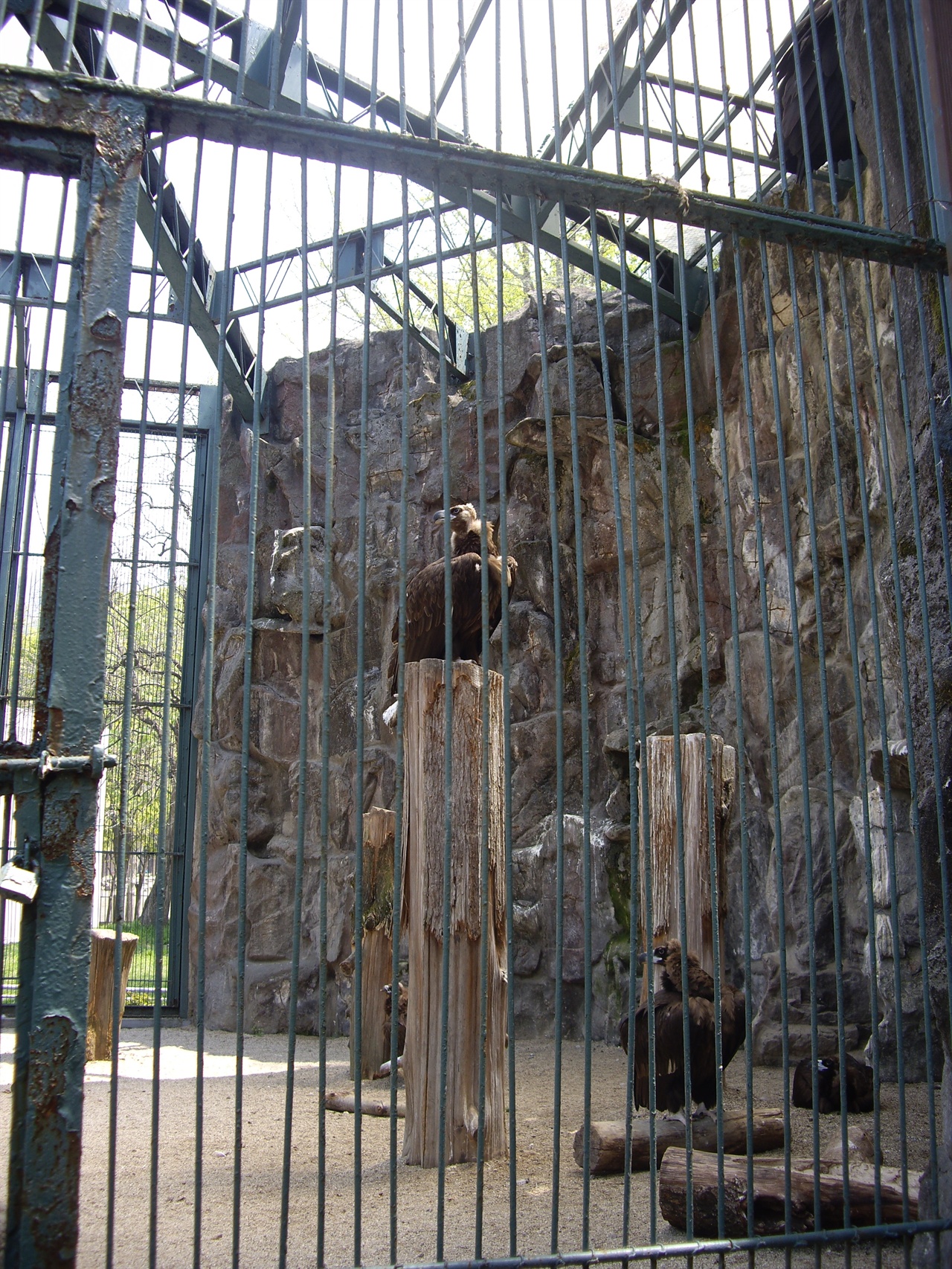 서울동물원은 여러 규제에 묶여 제대로 된 리뉴얼조차 못 하고 있다. 전시관이 좁아 날지 못하는 독수리들. 