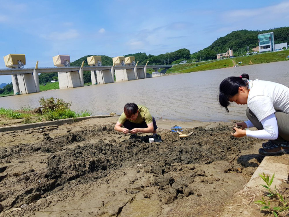  공주보가 보이는 상류 선착장에 쌓인 펄에서 환경부 4급수 수생태 오염지표종인 실지렁이가 대량으로 발견되었다.