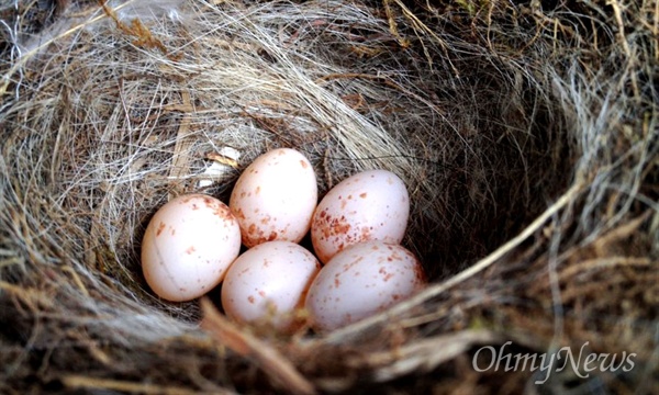 딱새가 우편함에 둥지를 틀고 알 5개를 낳았다.