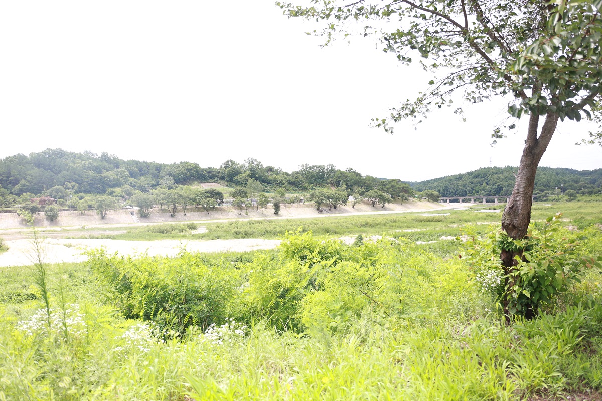   영주댐 건설로 내성천의 수량이 줄어들면서 육지화 현상이 진행돼 멀리 보이는 모래톱 곳곳에 풀과 나무가 무성하게 자라고 있다. 오른쪽 먼 곳에 왼쪽 무섬마을로 연결되는 수도교가 보인다.