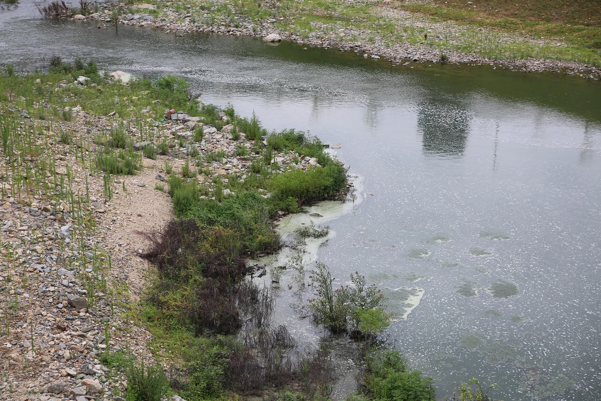  장마로 물이 조금 불어났지만 영주댐 아래 내성천은 여전히 유속이 느리다 보니 녹조와 거품 등으로 오염돼 있다.