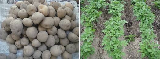           감자를 캐서 3주가 지났습니다. 오늘도 확인했지만 썩은 감자가 하나도 나오지 않았습니다. 왼쪽 사진은 감자를 심은지 50일 때 모습입니다.