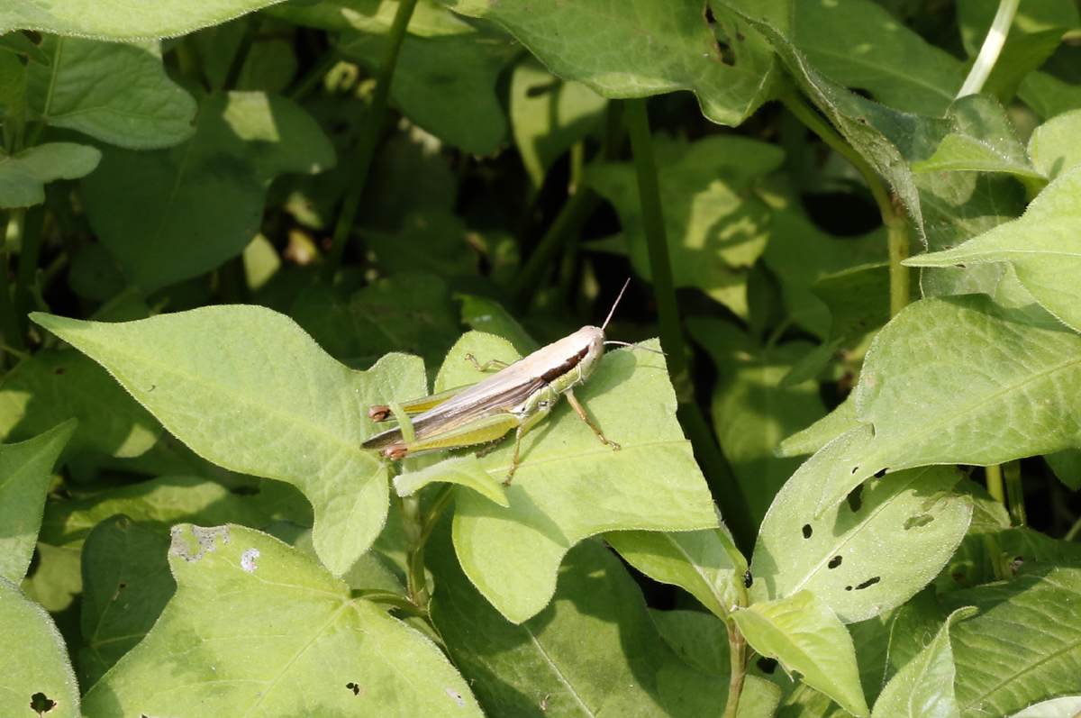 변한석 씨의 농장에서 만난 메뚜기. 메뚜기는 사육환경이 까다롭지만, 예부터 친숙한 곤충으로 알려져 있다.